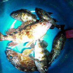 ガルプ！むしえさわーむっていうワームの巻